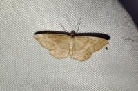 Idaea ochrata