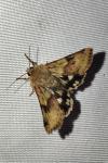 Heliothis viriplaca