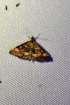 Pyrausta aurata