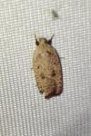 Agonopterix irrorata