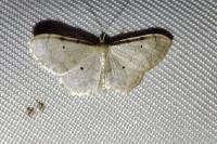 Idaea politaria