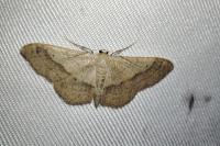 Idaea aversata