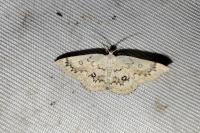 Cyclophora annularia