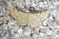 Idaea politaria