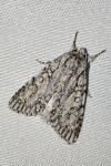 Acronicta aceris