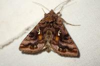 Autographa pulchrina