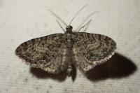 Eupithecia