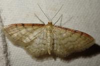 Idaea humiliata