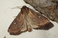 Apamea lateritia