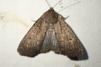 Graphiphora augur