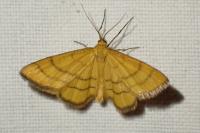 Idaea aureolaria