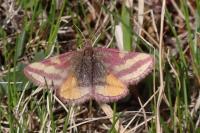 Lythria plumularia