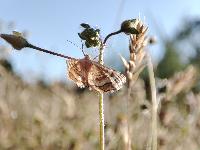 Idaea circuitaria