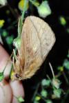 Euthrix potatoria