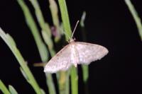 Idaea fuscovenosa