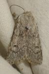 Agrotis simplonia