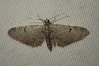 Eupithecia extraversaria