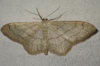 Idaea aversata