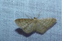 Idaea fuscovenosa