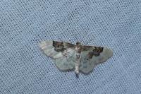 Idaea rusticata