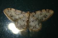 Idaea contiguaria