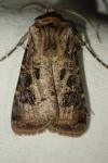 Agrotis clavis