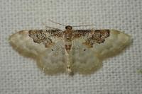 Idaea rusticata