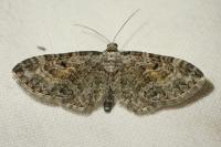 Eupithecia icterata