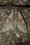 Sphinx pinastri / Sphinx maurorum