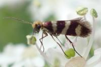 Micropterix