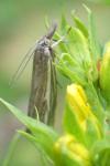 Crambus pratella