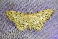 Idaea moniliata