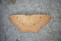 Cyclophora puppillaria