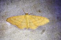 Idaea aversata