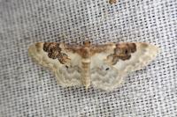 Idaea rusticata