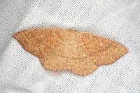 Cyclophora ruficiliaria