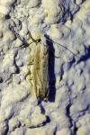 Eucosma albidulana