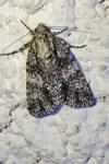 Acronicta rumicis
