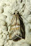 Euchromius anapiellus