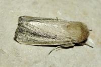 Sesamia nonagrioides