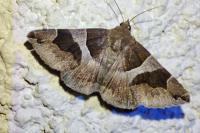 Dysgonia algira