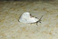 Cilix glaucata
