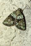 Cryphia algae