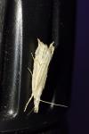 Metacrambus carectellus
