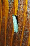 Ephestia elutella