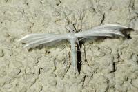 Pterophorus pentadactylus