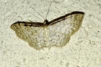 Idaea fuscovenosa