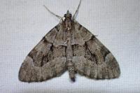 Thera cognata