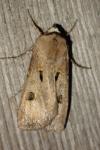 Agrotis exclamationis