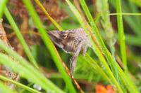 Autographa gamma